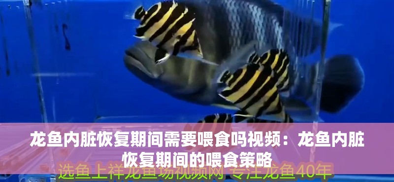 龍魚內臟恢復期間需要喂食嗎視頻：龍魚內臟恢復期間的喂食策略