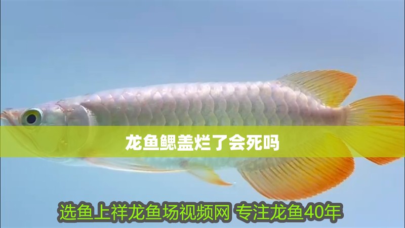 龍魚鰓蓋爛了會死嗎