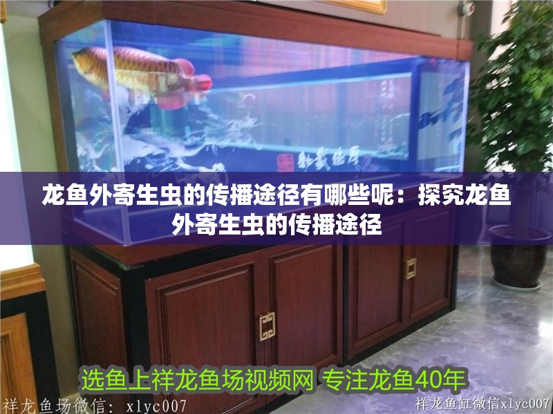 龍魚外寄生蟲的傳播途徑有哪些呢：探究龍魚外寄生蟲的傳播途徑