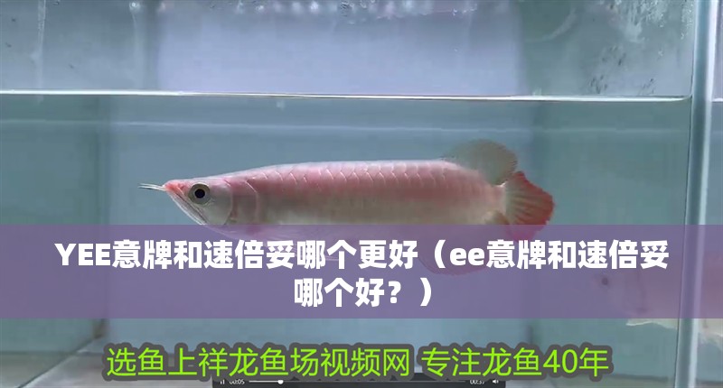 YEE意牌和速倍妥哪個更好（ee意牌和速倍妥哪個好？）