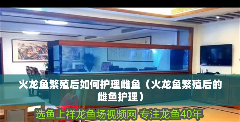 火龍魚繁殖后如何護理雌魚（火龍魚繁殖后的雌魚護理）