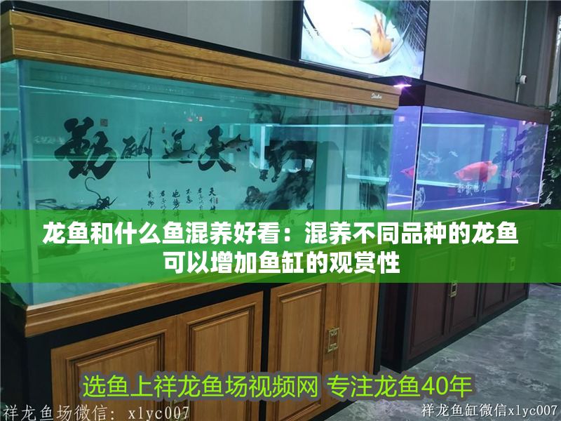 龍魚和什么魚混養好看：混養不同品種的龍魚可以增加魚缸的觀賞性