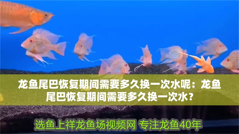 龍魚尾巴恢復期間需要多久換一次水呢：龍魚尾巴恢復期間需要多久換一次水？ 龍魚尾巴恢復期間需要多久換一次水呢：龍魚尾巴恢復期間需要多久換一次水？ 水族問答