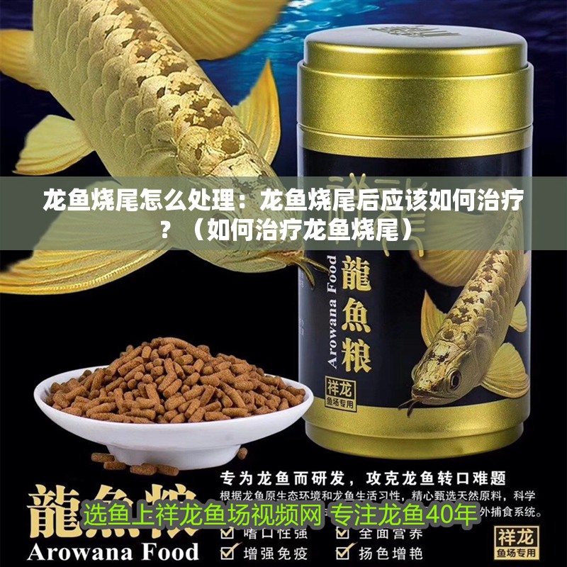 我的虎魚真菌感染了要怎么處理 龍魚燒尾怎么處理:龍魚燒尾后應(yīng)該如何治療?(如何治療龍魚燒尾) 水族問答 龍魚燒尾怎么處理:龍魚燒尾后應(yīng)該如何治療?(如何治療龍魚燒尾) 龍魚燒尾怎么處理:龍魚燒尾后應(yīng)該如何治療?(如何治療龍魚燒尾) 水族問答