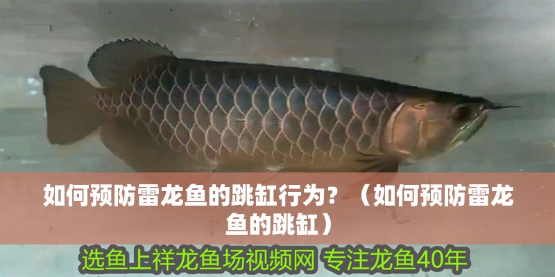 如何預(yù)防雷龍魚(yú)的跳缸行為？（如何預(yù)防雷龍魚(yú)的跳缸）