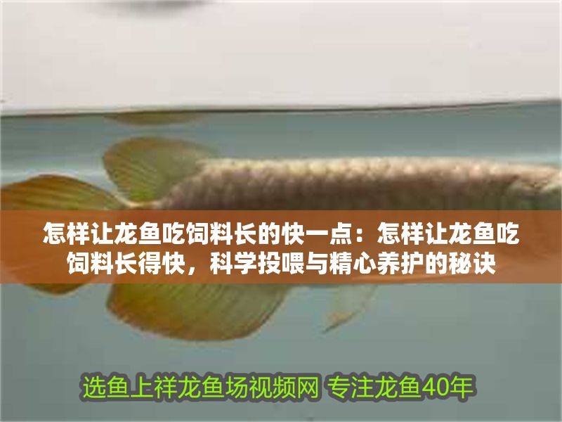 怎樣讓龍魚吃飼料長的快一點(diǎn)：怎樣讓龍魚吃飼料長得快，科學(xué)投喂與精心養(yǎng)護(hù)的秘訣