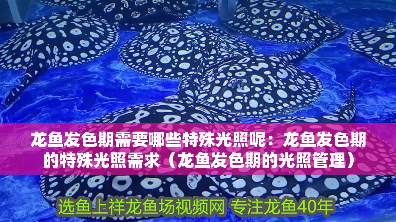 龍魚發色期需要哪些特殊光照呢：龍魚發色期的特殊光照需求（龍魚發色期的光照管理）