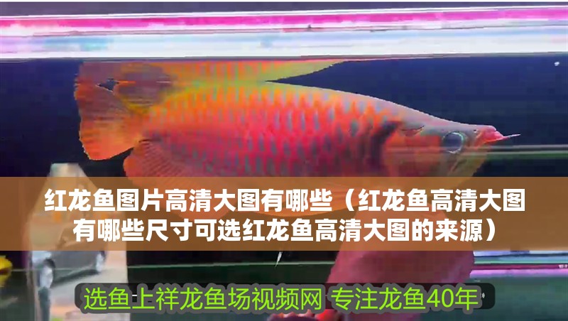 紅龍魚圖片高清大圖有哪些（紅龍魚高清大圖有哪些尺寸可選紅龍魚高清大圖的來源）