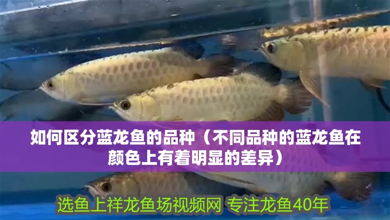 如何區分藍龍魚的品種（不同品種的藍龍魚在顏色上有著明顯的差異）