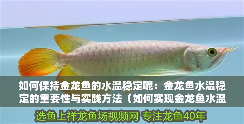 如何保持金龍魚的水溫穩定呢：金龍魚水溫穩定的重要性與實踐方法（如何實現金龍魚水溫的穩定）