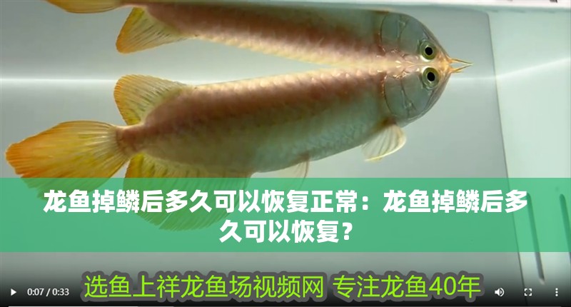 龍魚掉鱗后多久可以恢復(fù)正常：龍魚掉鱗后多久可以恢復(fù)？