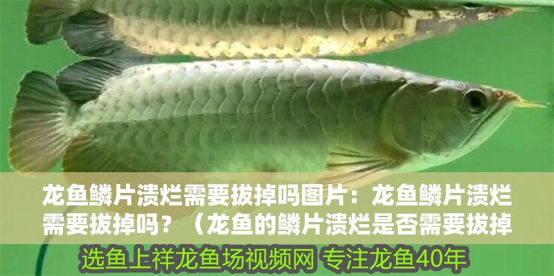 龍魚鱗片潰爛需要拔掉嗎圖片：龍魚鱗片潰爛需要拔掉嗎？（龍魚的鱗片潰爛是否需要拔掉，龍魚鱗片潰爛的原因是什么） 龍魚鱗片潰爛需要拔掉嗎圖片：龍魚鱗片潰爛需要拔掉嗎？（龍魚的鱗片潰爛是否需要拔掉，龍魚鱗片潰爛的原因是什么） 水族問答