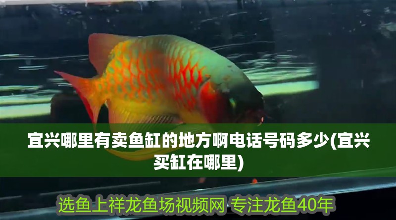 宜興哪里有賣魚缸的地方啊電話號碼多少(宜興買缸在哪里)
