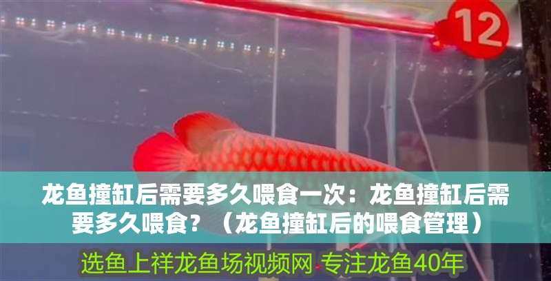 龍魚撞缸后需要多久喂食一次：龍魚撞缸后需要多久喂食？（龍魚撞缸后的喂食管理）