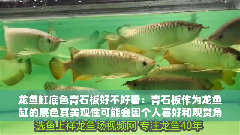龍魚缸底色青石板好不好看：青石板作為龍魚缸的底色其美觀性可能會因個人喜好和觀賞角度不同
