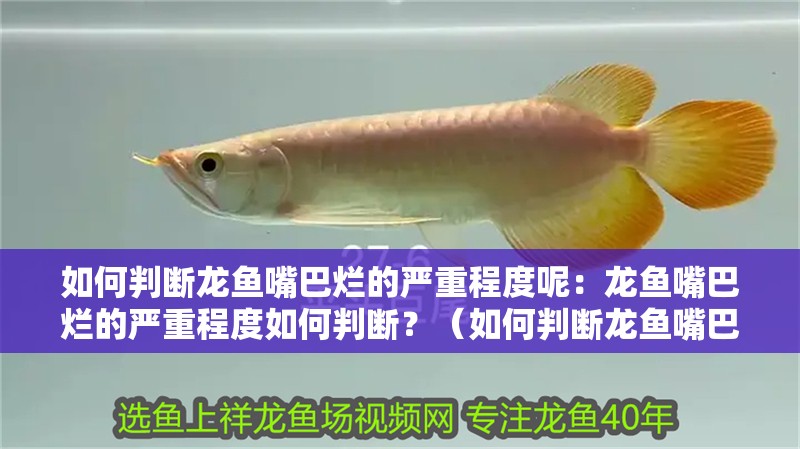 如何判斷龍魚嘴巴爛的嚴重程度呢：龍魚嘴巴爛的嚴重程度如何判斷？（如何判斷龍魚嘴巴爛的嚴重程度）