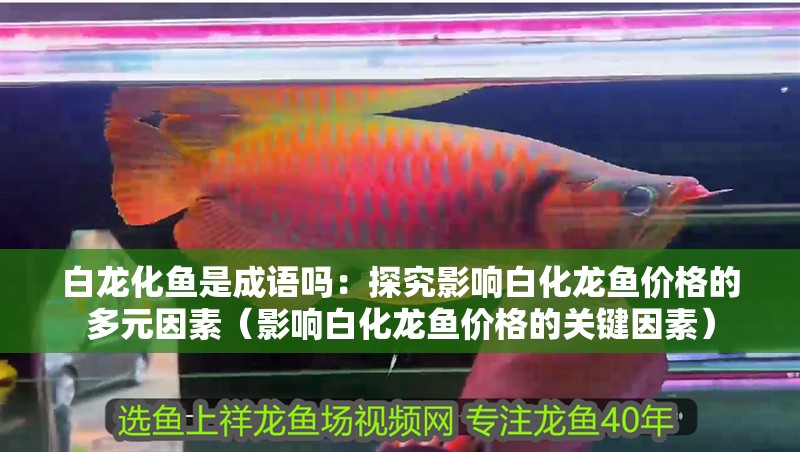 白龍化魚是成語嗎：探究影響白化龍魚價格的多元因素（影響白化龍魚價格的關(guān)鍵因素）