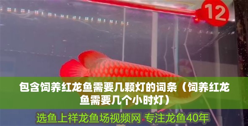 包含飼養紅龍魚需要幾顆燈的詞條（飼養紅龍魚需要幾個小時燈） 包含飼養紅龍魚需要幾顆燈的詞條（飼養紅龍魚需要幾個小時燈） 觀賞魚百科