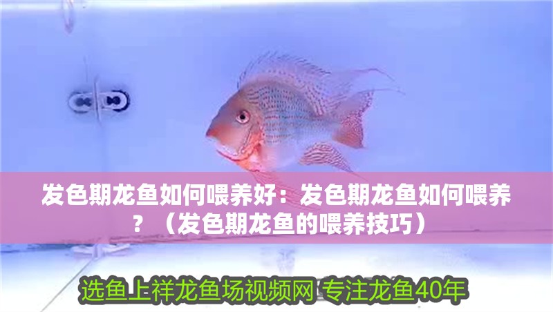 發色期龍魚如何喂養好：發色期龍魚如何喂養？（發色期龍魚的喂養技巧）