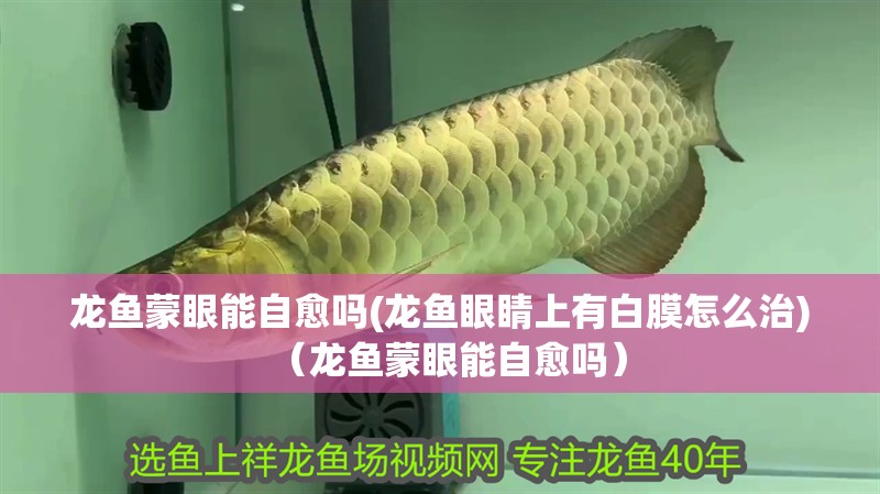 龍魚蒙眼能自愈嗎(龍魚眼睛上有白膜怎么治)（龍魚蒙眼能自愈嗎）