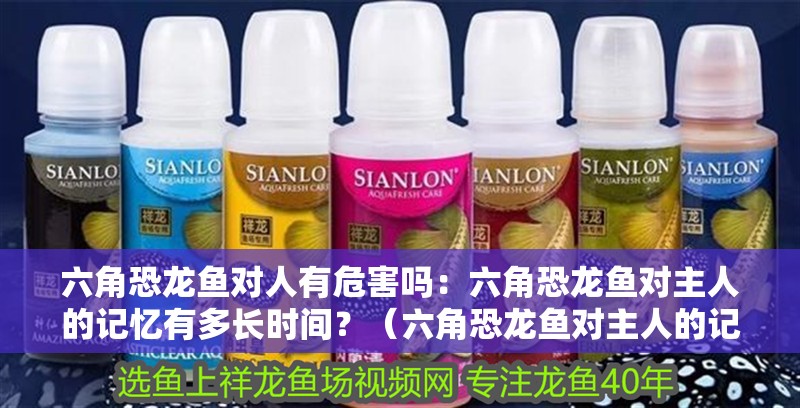六角恐龍魚對人有危害嗎：六角恐龍魚對主人的記憶有多長時(shí)間？（六角恐龍魚對主人的記憶有多長時(shí)間）