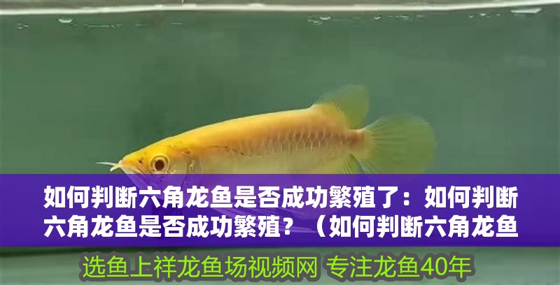 如何判斷六角龍魚是否成功繁殖了：如何判斷六角龍魚是否成功繁殖？（如何判斷六角龍魚是否成功繁殖）