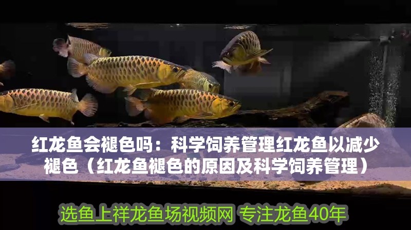 紅龍魚會褪色嗎：科學飼養管理紅龍魚以減少褪色（紅龍魚褪色的原因及科學飼養管理）