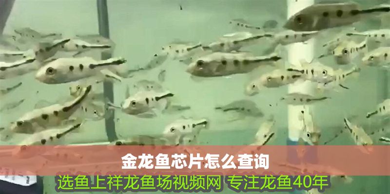 金龍魚芯片怎么查詢