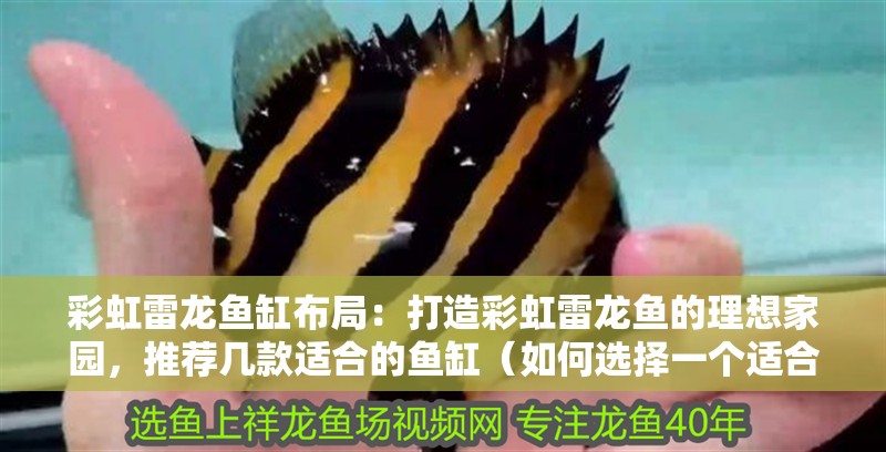 彩虹雷龍魚缸布局：打造彩虹雷龍魚的理想家園，推薦幾款適合的魚缸（如何選擇一個適合彩虹雷龍魚的魚缸）