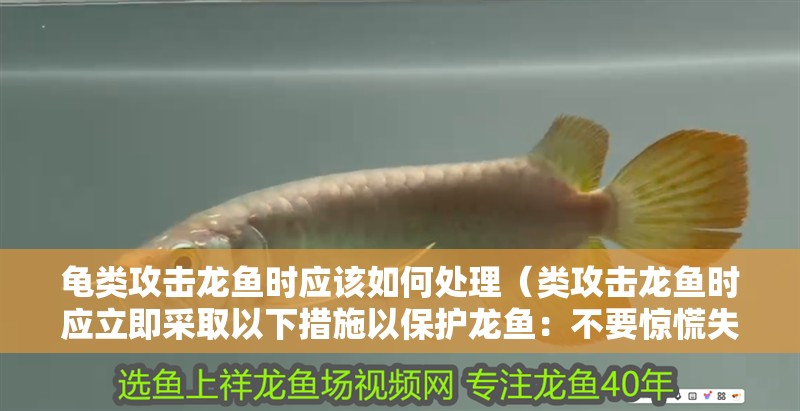 龜類攻擊龍魚時應該如何處理（類攻擊龍魚時應立即采取以下措施以保護龍魚：不要驚慌失措）