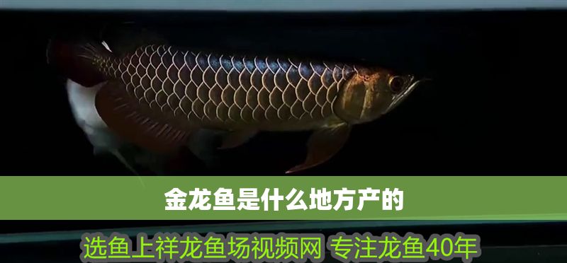 金龍魚是什么地方產的