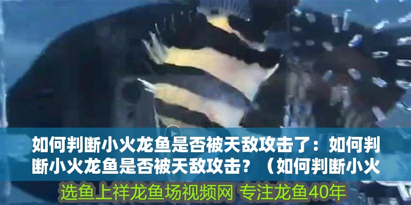 如何判斷小火龍魚是否被天敵攻擊了：如何判斷小火龍魚是否被天敵攻擊？（如何判斷小火龍魚是否受到天敵攻擊）