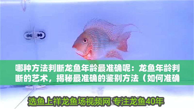 哪種方法判斷龍魚年齡最準(zhǔn)確呢：龍魚年齡判斷的藝術(shù)，揭秘最準(zhǔn)確的鑒別方法（如何準(zhǔn)確判斷龍魚的年齡）