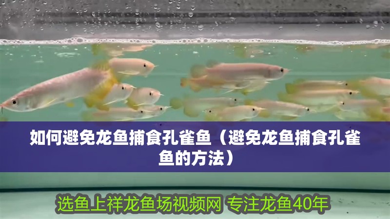 如何避免龍魚(yú)捕食孔雀魚(yú)（避免龍魚(yú)捕食孔雀魚(yú)的方法）