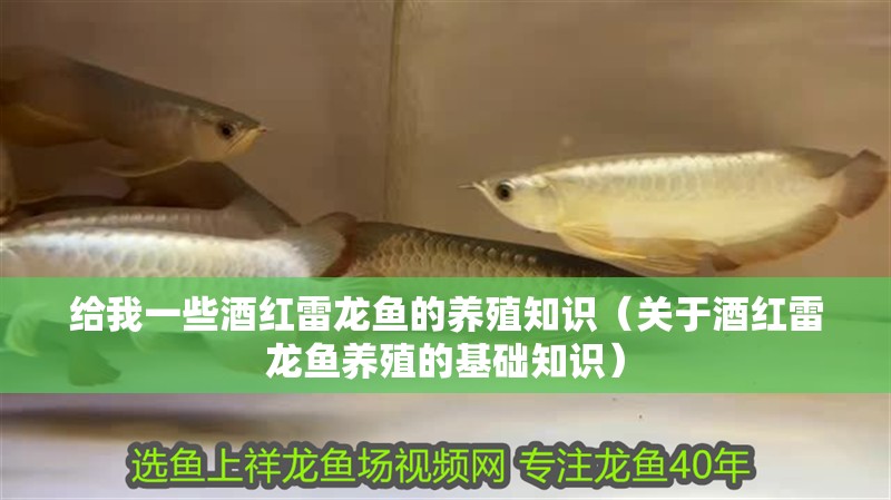 給我一些酒紅雷龍魚的養殖知識（關于酒紅雷龍魚養殖的基礎知識）