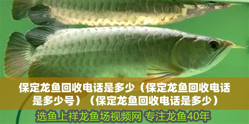 保定龍魚回收電話是多少（保定龍魚回收電話是多少號）（保定龍魚回收電話是多少）