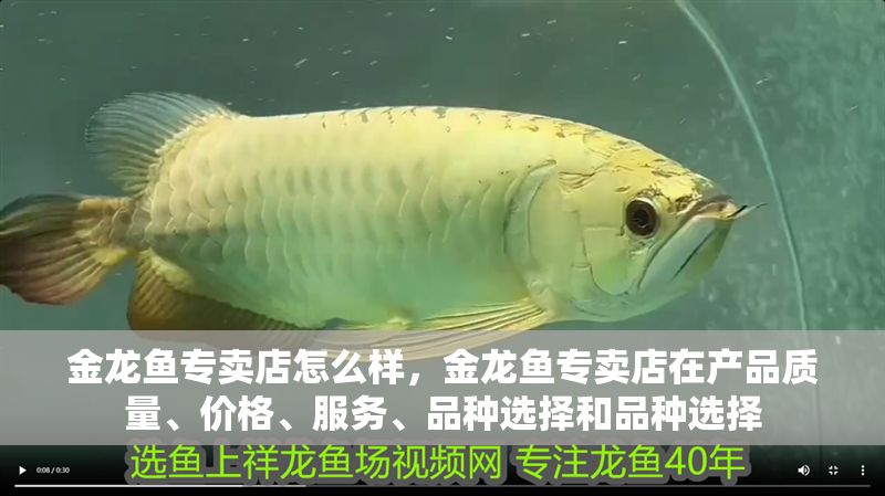 金龍魚專賣店怎么樣，金龍魚專賣店在產品質量、價格、服務、品種選擇和品種選擇