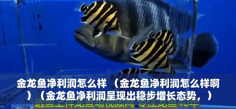 金龍魚凈利潤怎么樣 （金龍魚凈利潤怎么樣啊）（金龍魚凈利潤呈現出穩步增長態勢，）