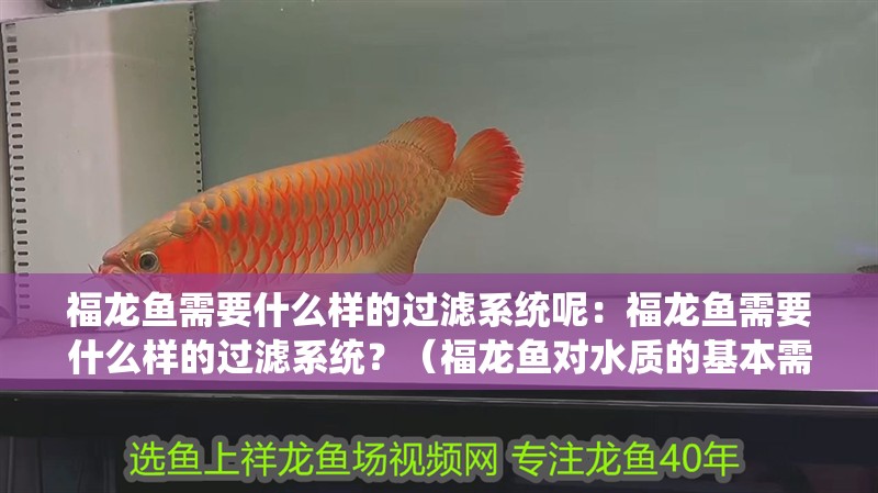 福龍魚需要什么樣的過濾系統呢：福龍魚需要什么樣的過濾系統？（福龍魚對水質的基本需求）