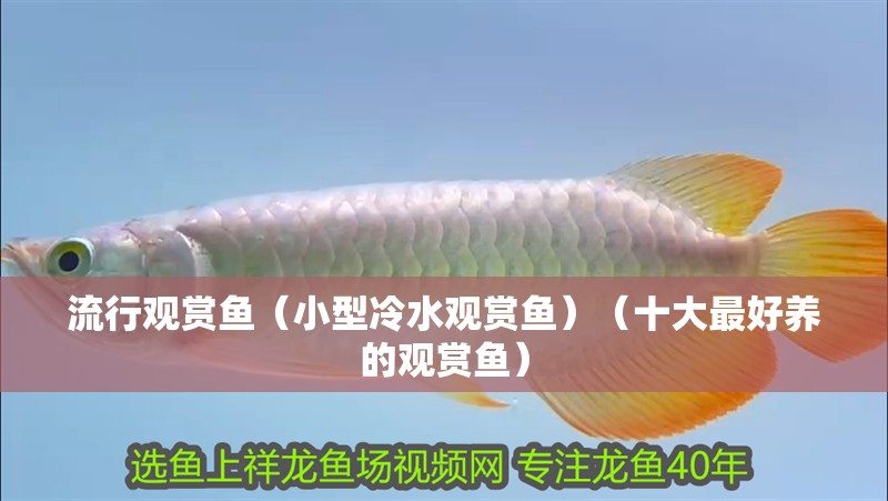 流行觀賞魚（小型冷水觀賞魚）（十大最好養的觀賞魚）