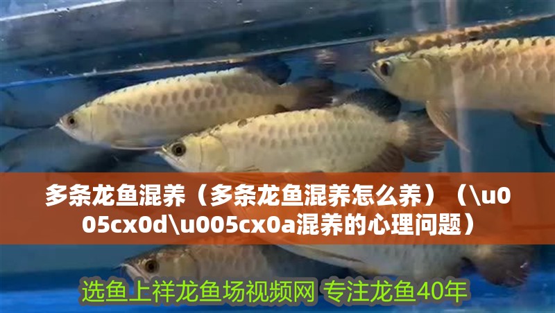 多條龍魚混養(yǎng)（多條龍魚混養(yǎng)怎么養(yǎng)）（\u005cx0d\u005cx0a混養(yǎng)的心理問題）
