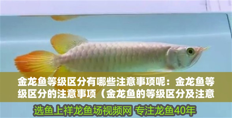 金龍魚等級區(qū)分有哪些注意事項(xiàng)呢：金龍魚等級區(qū)分的注意事項(xiàng)（金龍魚的等級區(qū)分及注意事項(xiàng)）