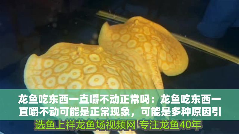 龍魚吃東西一直嚼不動正常嗎：龍魚吃東西一直嚼不動可能是正常現象，可能是多種原因引起的