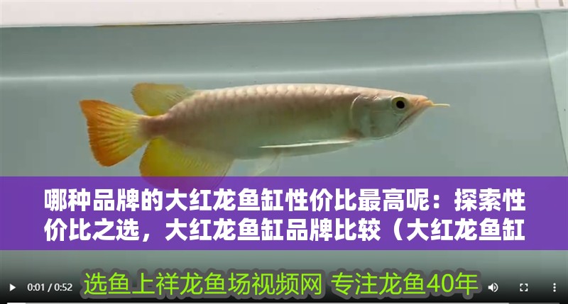 哪種品牌的大紅龍魚缸性價比最高呢：探索性價比之選，大紅龍魚缸品牌比較（大紅龍魚缸性價<strong><mark>比如</mark></strong>何選擇）