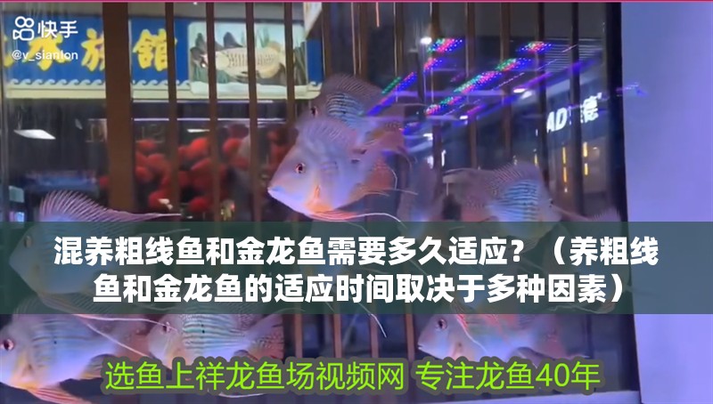 混養粗線魚和金龍魚需要多久適應？（養粗線魚和金龍魚的適應時間取決于多種因素）