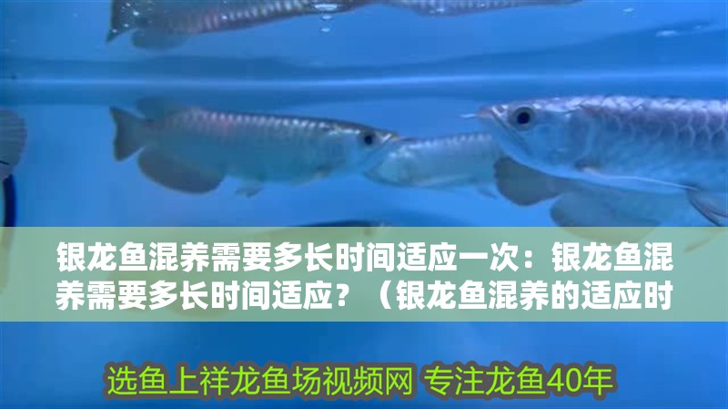 銀龍魚混養需要多長時間適應一次：銀龍魚混養需要多長時間適應？（銀龍魚混養的適應時間）