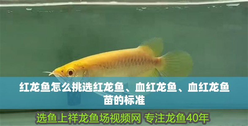 紅龍魚怎么挑選紅龍魚、血紅龍魚、血紅龍魚苗的標準