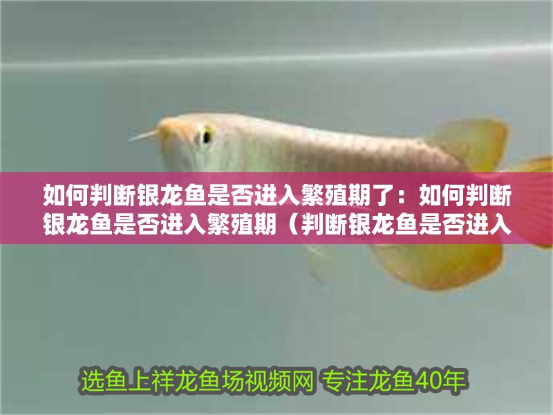 如何判斷銀龍魚是否進入繁殖期了：如何判斷銀龍魚是否進入繁殖期（判斷銀龍魚是否進入繁殖期的銀龍魚是否進入繁殖期）
