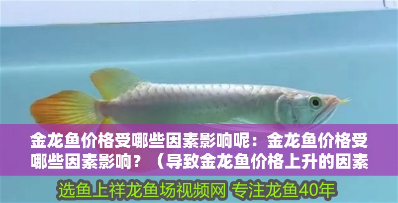 金龍魚價格受哪些因素影響呢：金龍魚價格受哪些因素影響？（導致金龍魚價格上升的因素）