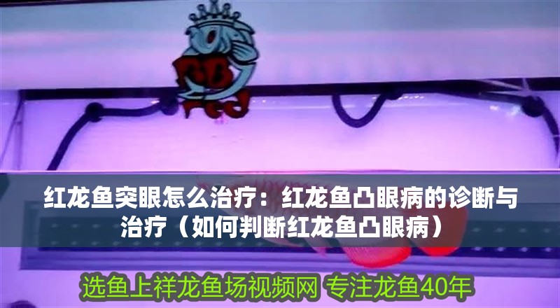 紅龍魚(yú)突眼怎么治療：紅龍魚(yú)凸眼病的診斷與治療（如何判斷紅龍魚(yú)凸眼病） 紅龍魚(yú)突眼怎么治療：紅龍魚(yú)凸眼病的診斷與治療（如何判斷紅龍魚(yú)凸眼病） 水族問(wèn)答